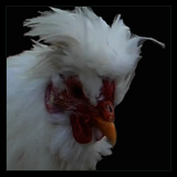 White Crested Rooster.