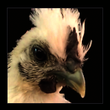 Fuzzy White Cockerel.