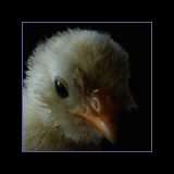 Chick.