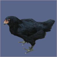 Bearded Hen.