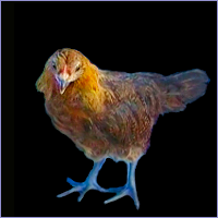 Wheaten Pullet.