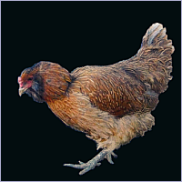 Bearded Hen.