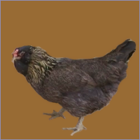Bearded Hen.