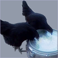 Two Young Chickens Playing A Snare Drum.