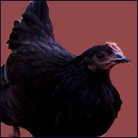 Two Black Pullets.