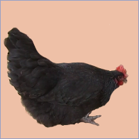 Fluffy Black Hen.