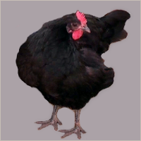 Black Hen Standing.