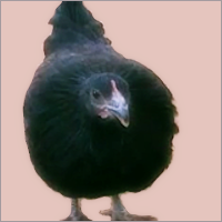 Black Pullet With Black Legs Facing Front.