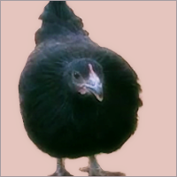 Black Pullet Standing.
