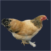 Small Buff Hen With Black Tail and Feathered Feet.