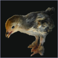 Hen With Feathered Feet.