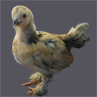 Gold Hen With Black Tail and Feathered Feet.