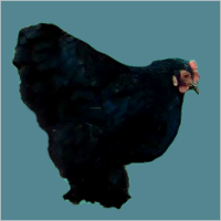 Fluffy Black Hen.