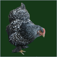 Silver Laced Black Hen.