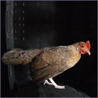 Small Hen.