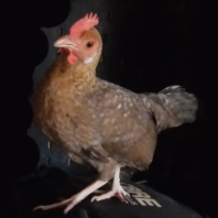 Hen.