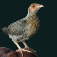 Small Pullet.