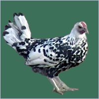 Black and White Hen.