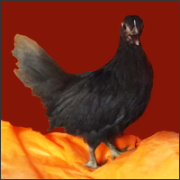 Young Black Hen.