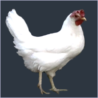 White Hen Walking.