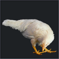 White Pullet.