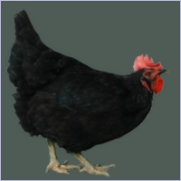 Black Hen Profile.