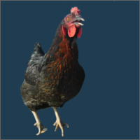Young Black Hen.