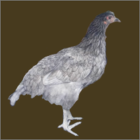 Young Blue Hen.