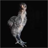 Older Chick Walking Forward.
