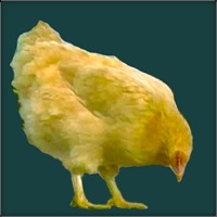 Orange Pullet Looking Down.