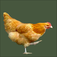 Orange Hen Standing On One Foot.