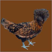 Golden Black Laced Hen.