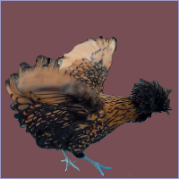 Golden Black Laced Hen.