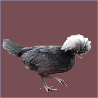 White Crested Blue Hen.
