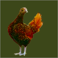Black Laced Gold Hen.