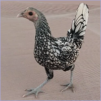 Black and White Hen.