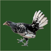 Black and White Hen.