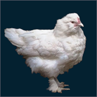 White Fluffy Hen With Feathered Feet.