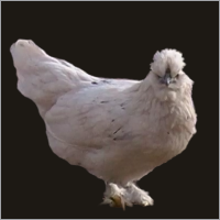 White Hen With Feathered Feet.