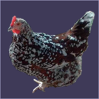 Spotted Hen.