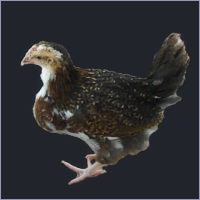 Spotted Pullet.