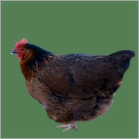 Big Brown Hen.