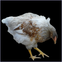 Red Laced Blue Hen.