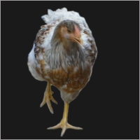 Hen Holding Up One Foot.