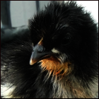 Rescued Bantam Cockerel.