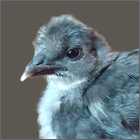 Rescued Black Crested Hen.