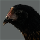 Rescued Black Bearded Pullet.