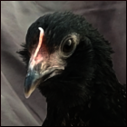 Rescued Black Pullet.
