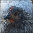 Rescued Blue Pullet.