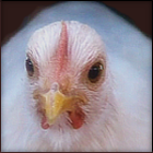 Rescued White Hen.